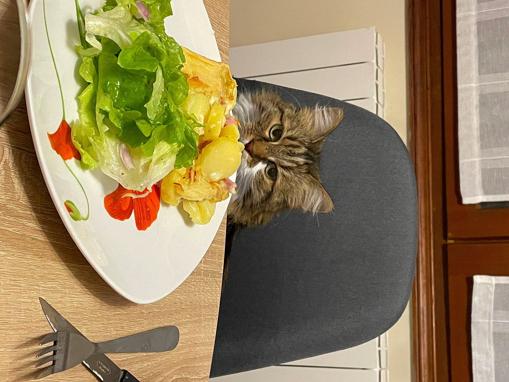 Baby a rejoint le concours — aidez-le/la à gagner de superbes lots ! carnivore, cat, comfort, cutlery, dish, dishware, domestic_short_haired_cat, felidae, food, ingredient, kitchen_utensil, leaf_vegetable, plant, plate, recipe, small_to_medium_sized_cats, tableware, tail, whiskers, window