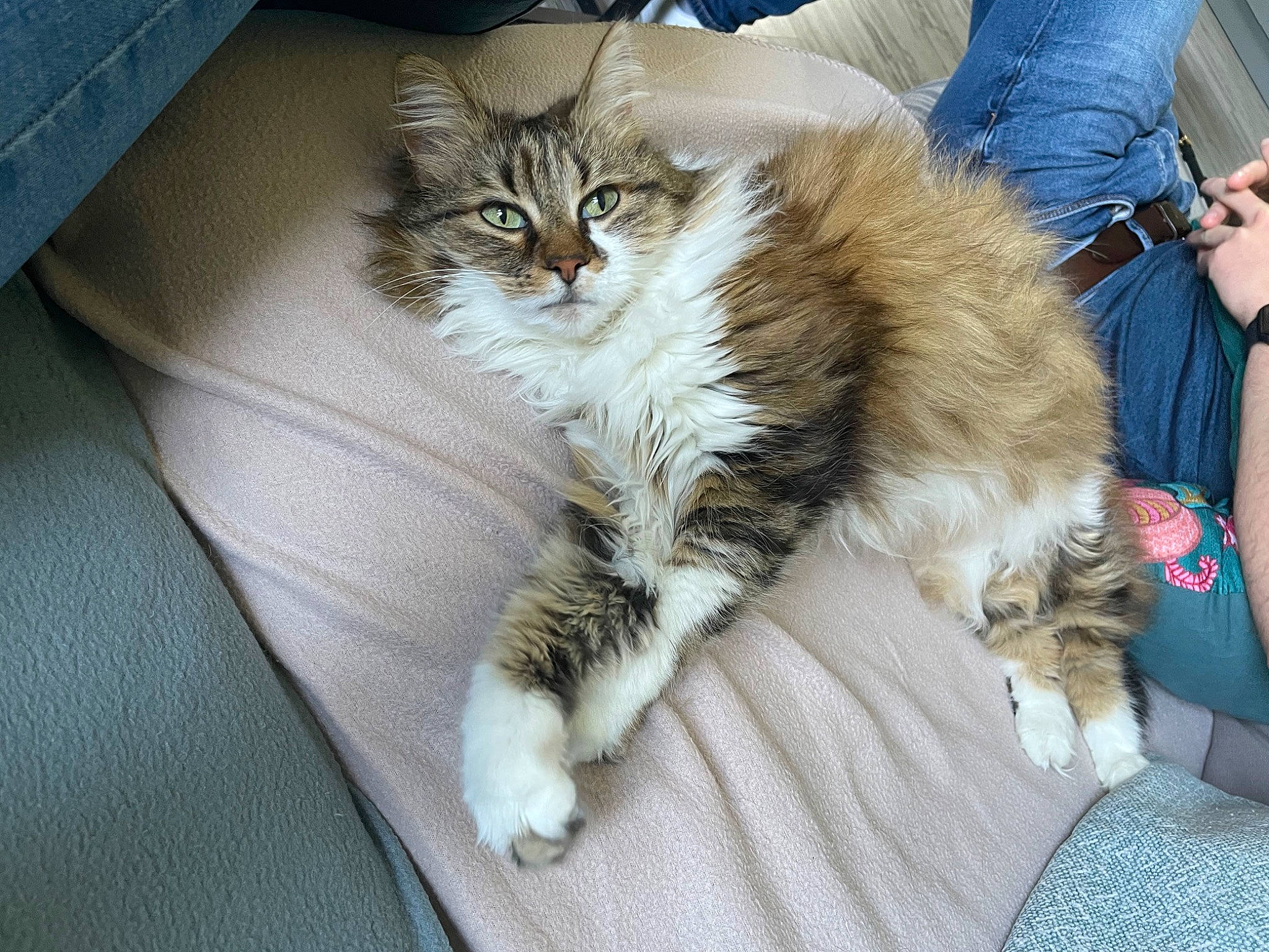 Baby participe au concours pour gagner de l'argent avec cette photo : bag, carnivore, cat, claw, comfort, domestic_short_haired_cat, fawn, felidae, fur, lap, luggage_and_bags, maine_coon, nap, paw, sitting, small_to_medium_sized_cats, snout, tail, terrestrial_animal, whiskers