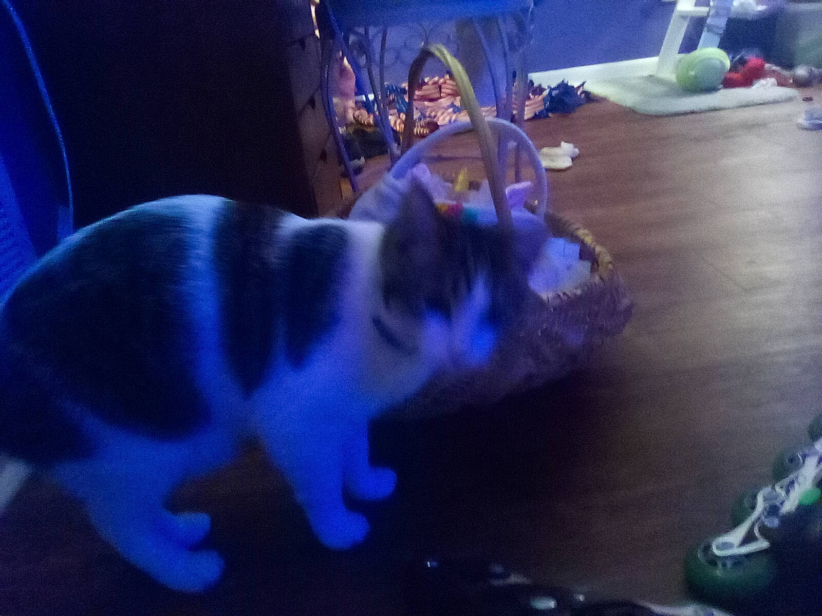 Carl joined the competition — help win amazing prizes! blue, carnivore, cat, domestic_short_haired_cat, electric_blue, event, felidae, flooring, fun, fur, light, lighting, paw, plant, purple, small_to_medium_sized_cats, snout, tail, toy, whiskers