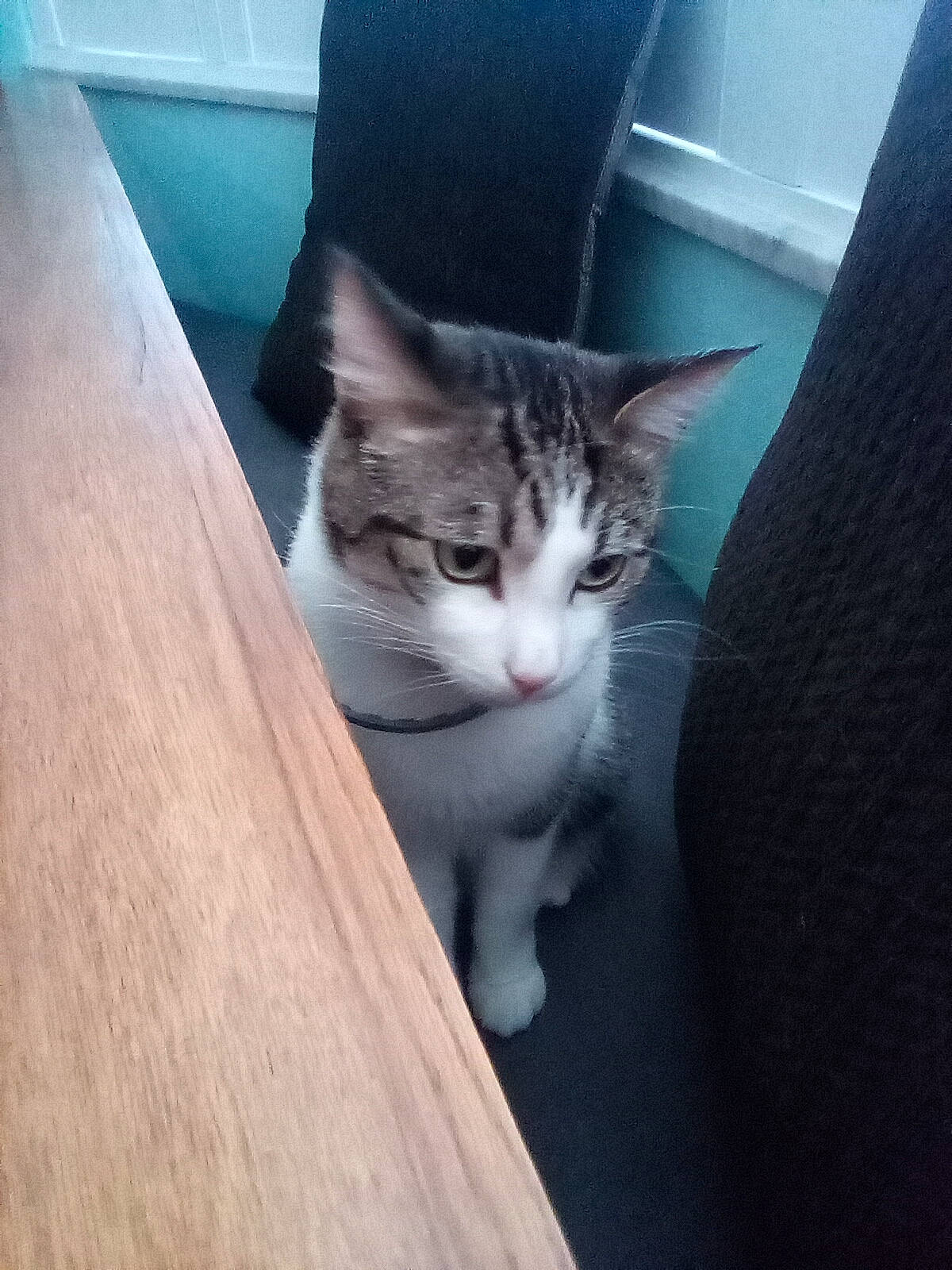 Carl joined the competition — help win amazing prizes! auto_part, automotive_exterior, box, carnivore, cat, domestic_short_haired_cat, door, felidae, flooring, fur, hardwood, plant, small_to_medium_sized_cats, snout, tail, tree, vehicle_door, whiskers, window, wood