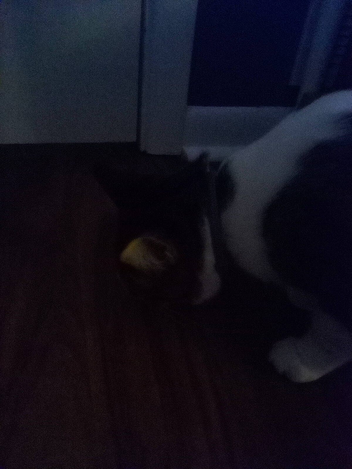 Carl joined the competition — help win amazing prizes! carnivore, cat, cloud, comfort, darkness, felidae, flooring, foot, fur, grey, hardwood, human_leg, meteorological_phenomenon, paw, sky, small_to_medium_sized_cats, tail, tints_and_shades, whiskers, wood