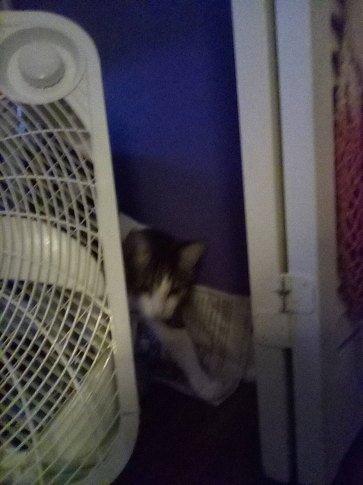 Carl joined the competition — help win amazing prizes! cage, carnivore, cat, cat_supply, domestic_short_haired_cat, door, felidae, flooring, grille, hardwood, home_appliance, major_appliance, mechanical_fan, mesh, pet_supply, room, small_to_medium_sized_cats, tail, whiskers, wood