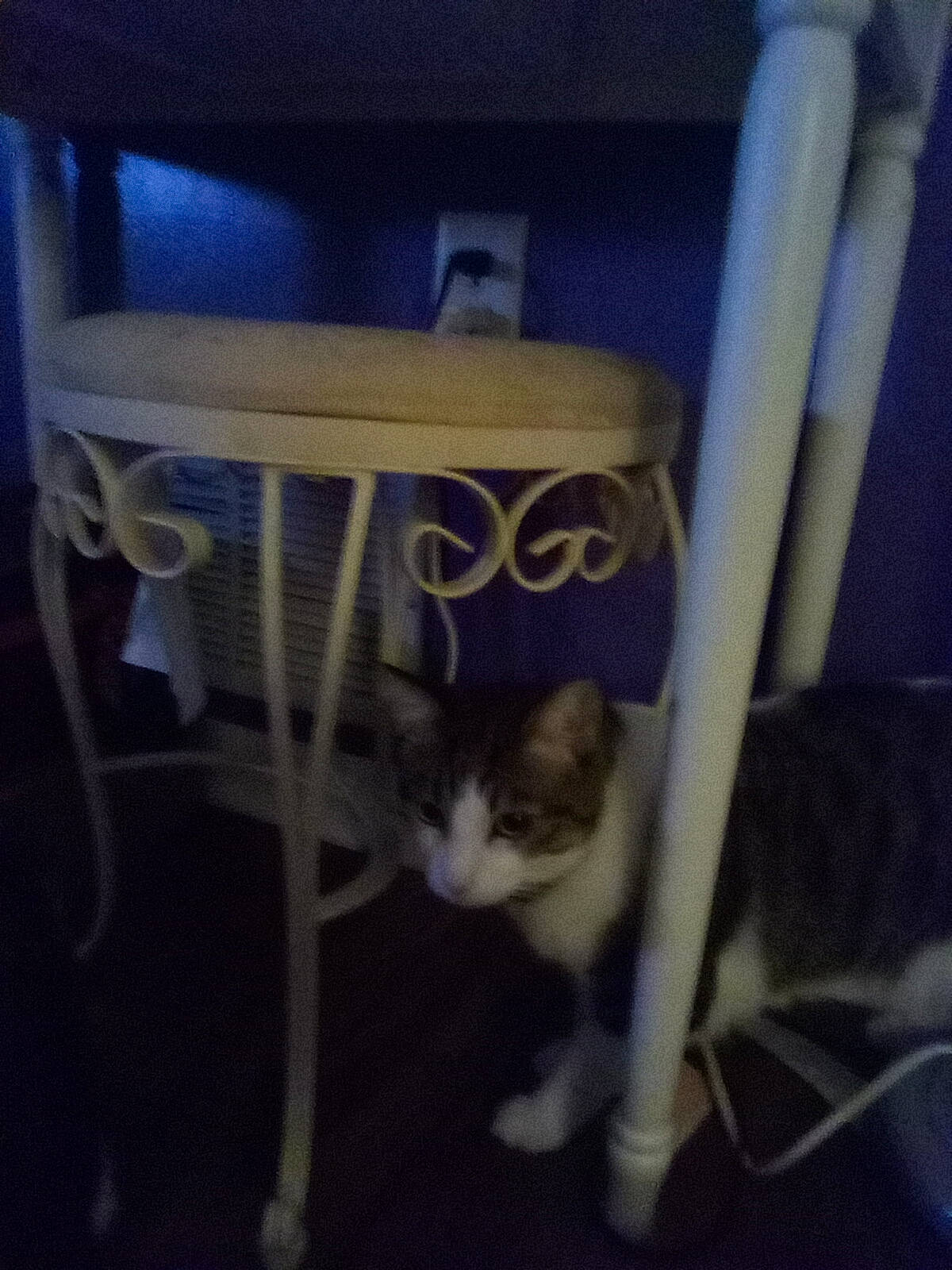 Carl joined the competition — help win amazing prizes! carnivore, cat, cat_furniture, cat_supply, domestic_short_haired_cat, felidae, fur, hardwood, metal, pet_supply, room, small_to_medium_sized_cats, tail, whiskers, wood