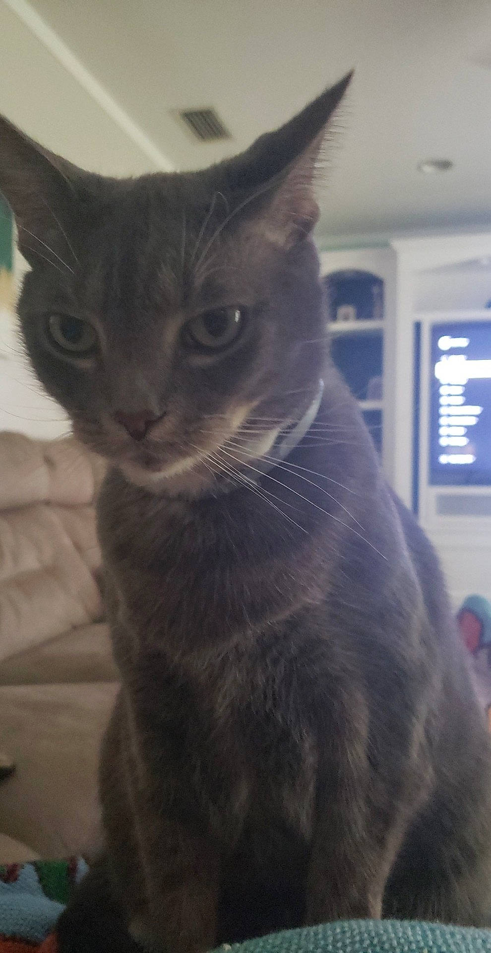 Colebear is registered to the contest to win money with this photo: carnivore, cat, domestic_short_haired_cat, felidae, fur, grey, havana_brown, iris, small_to_medium_sized_cats, snout, terrestrial_animal, whiskers, window