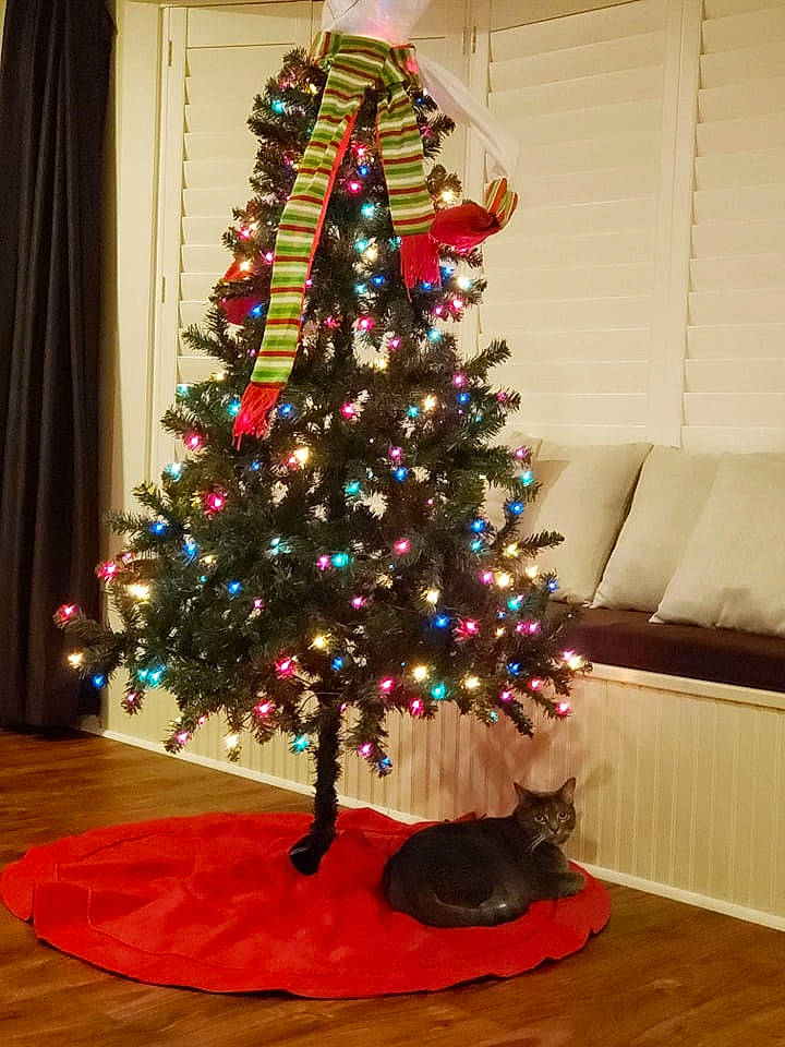 Colebear joined the competition — help win amazing prizes! branch, christmas, christmas_decoration, christmas_ornament, christmas_tree, couch, decoration, event, evergreen, holiday, holiday_ornament, interior_design, living_room, ornament, plant, tints_and_shades, tradition, tree, twig, wood