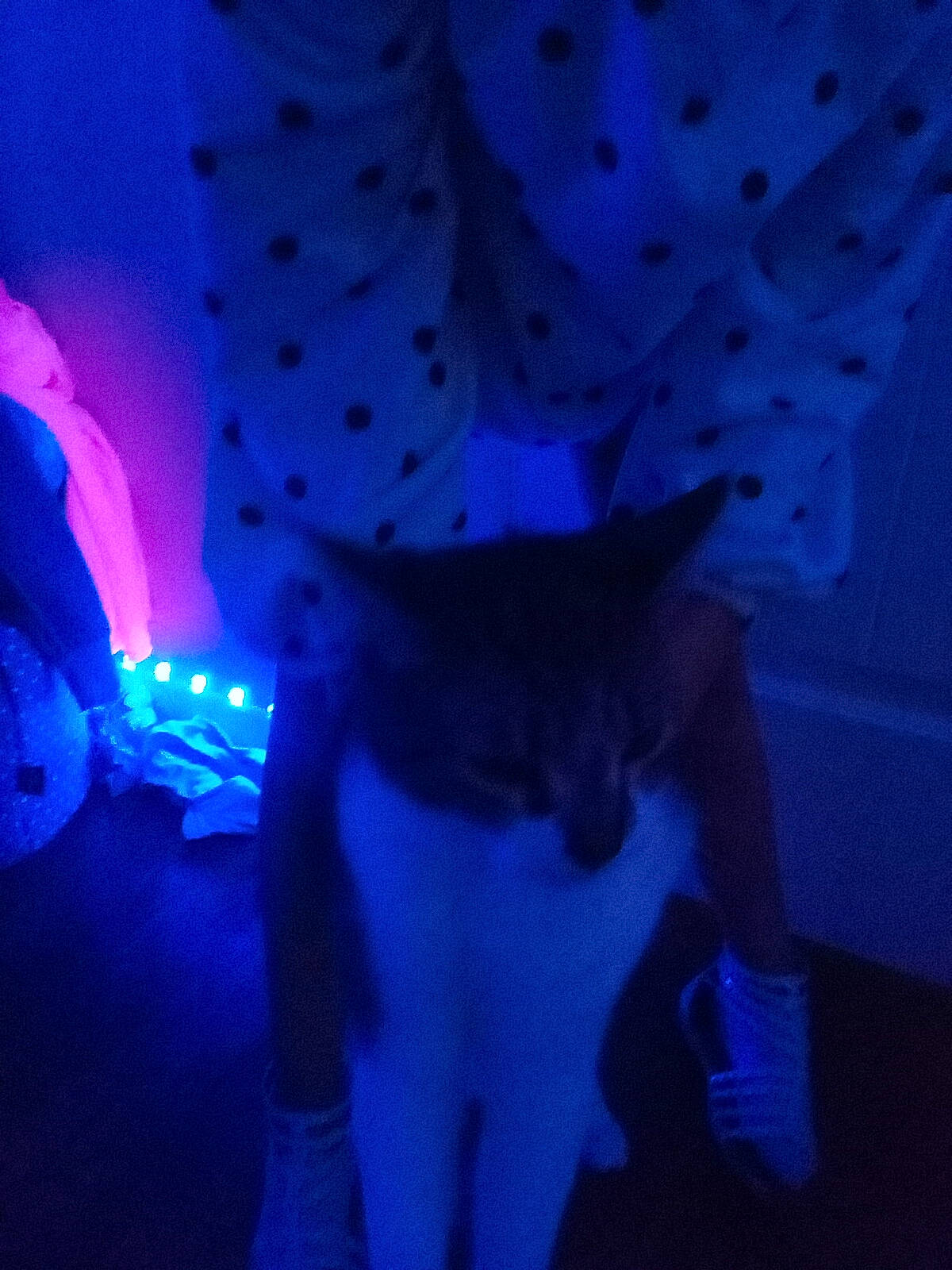 Clover is registered to the contest to win money with this photo: carnivore, cat, darkness, electric_blue, entertainment, event, felidae, fur, magenta, music_venue, night, organism, pattern, performance, performing_arts, plant, purple, small_to_medium_sized_cats, tail, whiskers