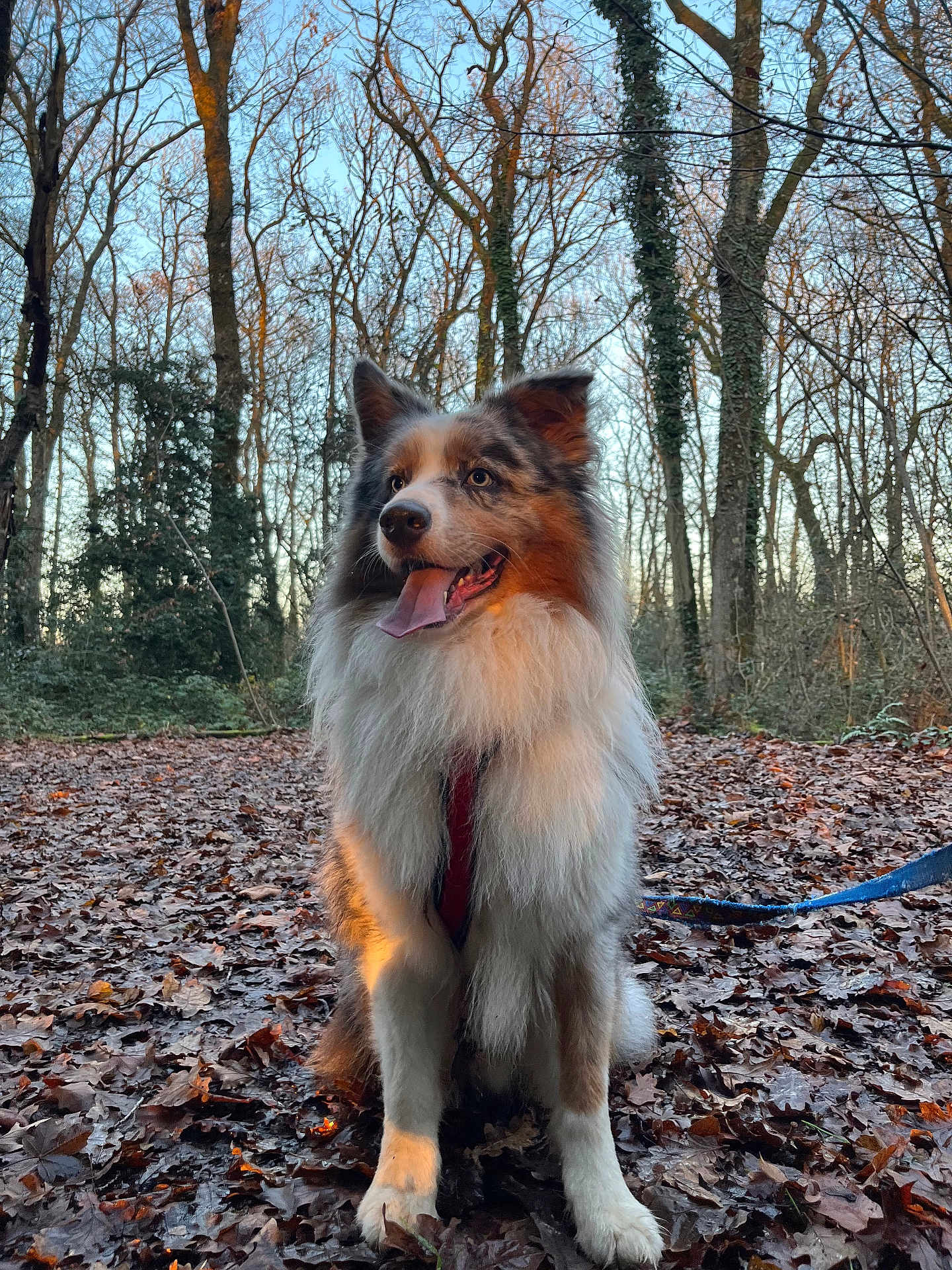 Ucky a rejoint le concours — aidez-le/la à gagner de superbes lots ! dog, canine, forest, autumn, leaves, outdoor, nature, animal, pet, fur, sitting, happy, tongue_out, harness, trees, sunlight, daylight, seasonal, woods, mammal
