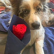 Ucky participe au concours pour gagner de l'argent avec cette photo : dog, rose, flower, indoor, close_up, fur, pet, animal, bed, blanket, blue, red, cozy, cute, expression, portrait, laying, soft, nose, ears
