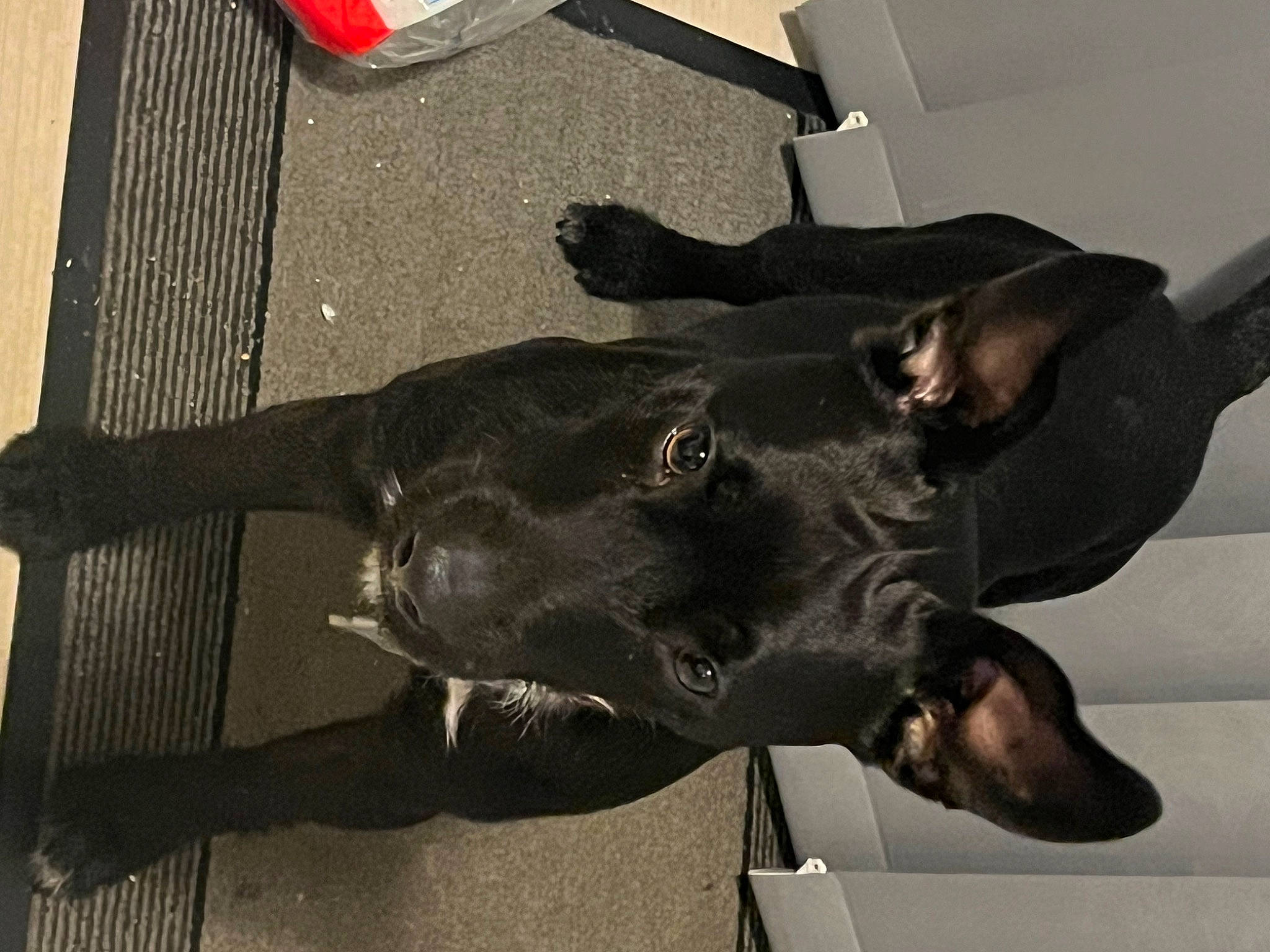 Billy is registered to the contest to win money with this photo: art, bronze_sculpture, canidae, carnivore, collar, dog, dog_breed, dog_collar, fawn, flooring, guard_dog, jaw, metal, non_sporting_group, sculpture, snout, sporting_group, tail, terrestrial_animal, working_animal