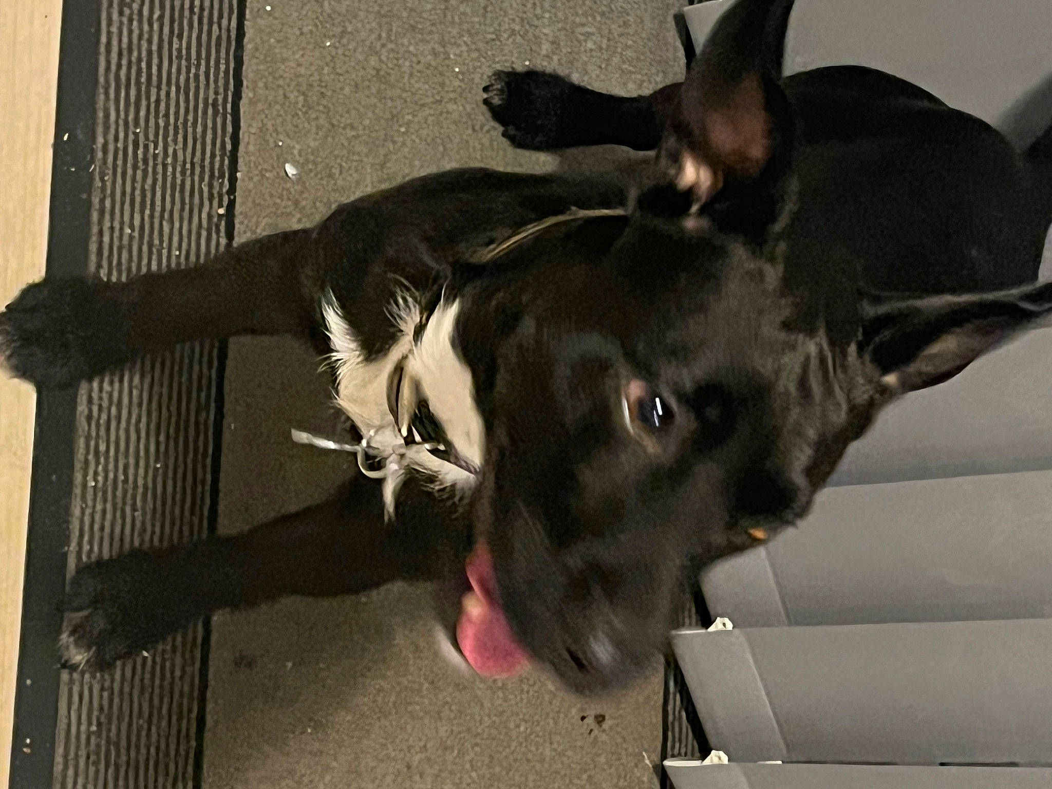 Billy is registered to the contest to win money with this photo: boston_terrier, canidae, carnivore, collar, companion_dog, dog, dog_breed, dog_collar, ear, fawn, flooring, fur, jaw, non_sporting_group, paw, plant, sporting_group, toy_dog, whiskers, working_animal