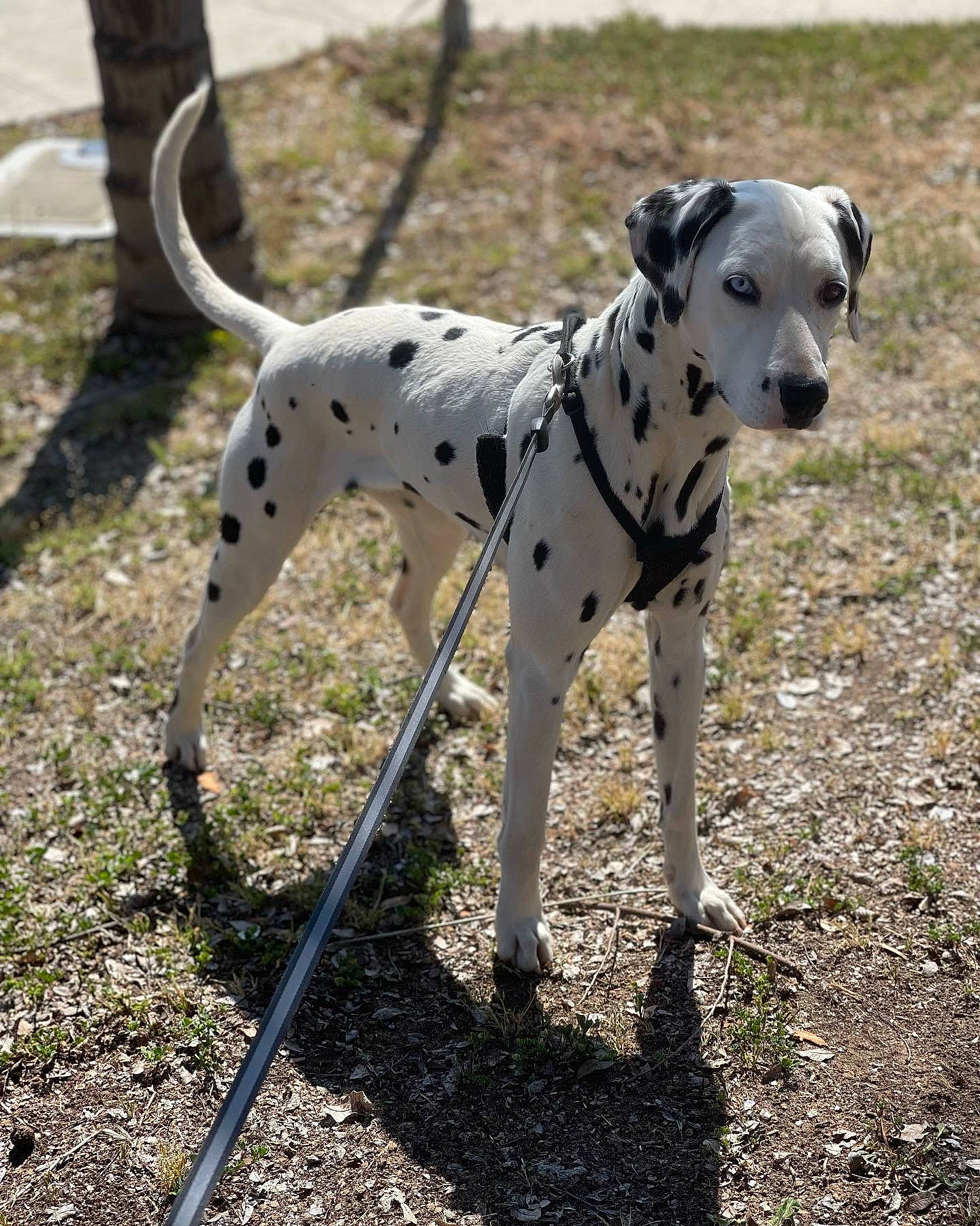 Hailey joined the competition — help win amazing prizes! canidae, carnivore, collar, companion_dog, dalmatian, dog, dog_breed, dog_collar, dog_supply, fawn, grass, leash, pet_supply, snout, soil, sporting_group, tail, terrestrial_animal, working_animal, working_dog