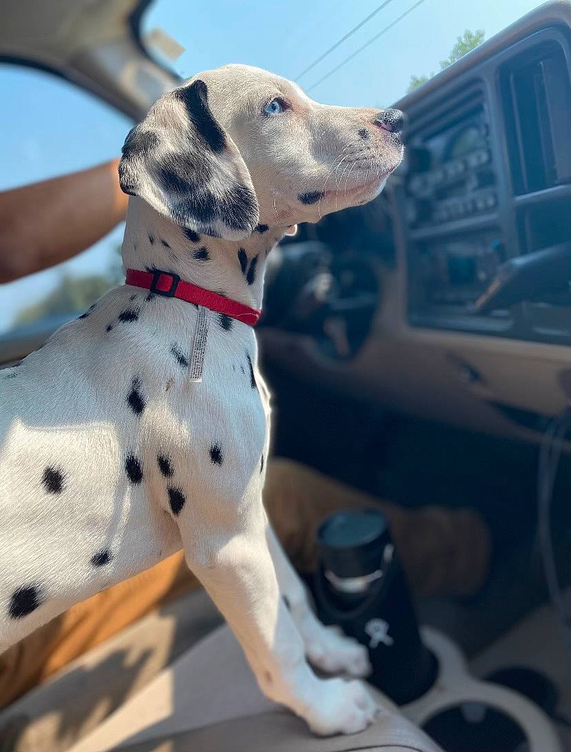 Hailey joined the competition — help win amazing prizes! canidae, carnivore, collar, companion_dog, dalmatian, dog, dog_breed, dog_collar, dog_supply, fawn, leash, pet_supply, sky, snout, sporting_group, vehicle, vehicle_door, window, windshield, working_animal