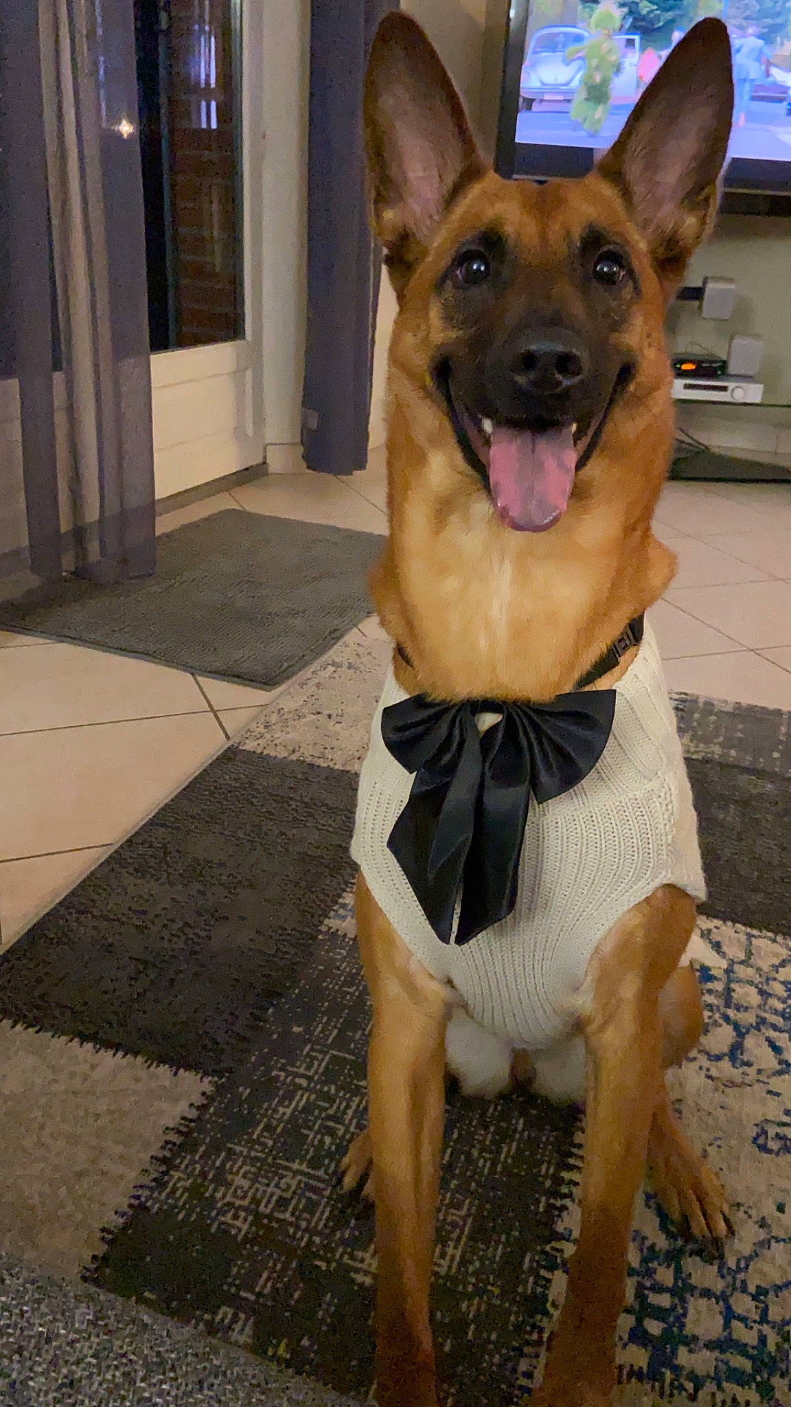 Mia participe au concours pour gagner de l'argent avec cette photo : belgian_shepherd, belgian_shepherd_malinois, canidae, carnivore, carolina_dog, dog, dog_breed, east_european_shepherd, fawn, formosan_mountain_dog, german_shepherd_dog, king_shepherd, kunming_wolfdog, mammal, old_german_shepherd_dog, police_dog, rare_breed_dog, snout, vertebrate, working_dog