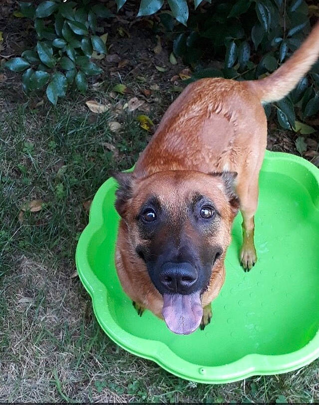 Mia a rejoint le concours — aidez-le/la à gagner de superbes lots ! black_mouth_cur, canidae, carnivore, dog, dog_breed, fawn, mammal, rare_breed_dog, snout, sporting_group, vertebrate