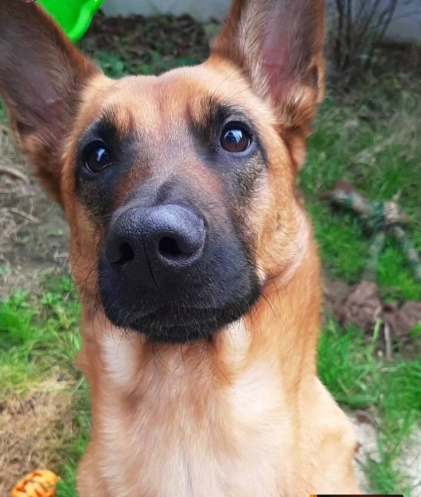 Mia a rejoint le concours — aidez-le/la à gagner de superbes lots ! ancient_dog_breeds, black_mouth_cur, canidae, carnivore, companion_dog, dog, dog_breed, ear, fawn, german_shepherd_dog, king_shepherd, mammal, rare_breed_dog, snout, street_dog, vertebrate, working_dog