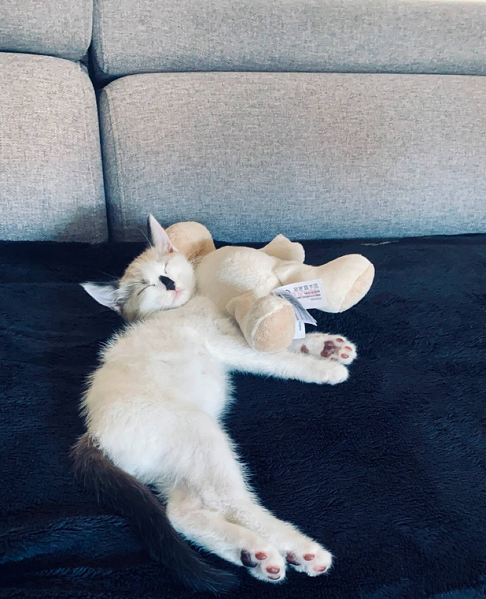 Peluche a rejoint le concours — aidez-le/la à gagner de superbes lots ! carnivore, cat, claw, comfort, companion_dog, couch, dog_breed, fawn, felidae, floor, flooring, foot, hardwood, human_leg, paw, small_to_medium_sized_cats, snout, tail, whiskers, wood