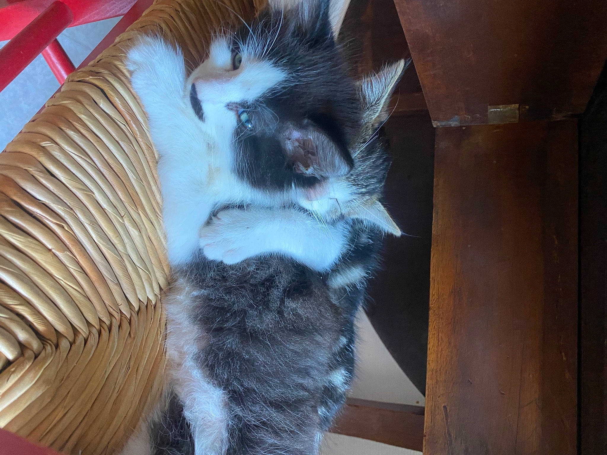 Peluche a rejoint le concours — aidez-le/la à gagner de superbes lots ! canidae, carnivore, cat, cat_bed, cat_supply, claw, comfort, domestic_short_haired_cat, felidae, fur, hardwood, mammal, nap, paw, small_to_medium_sized_cats, snout, tail, terrestrial_animal, vertebrate, whiskers