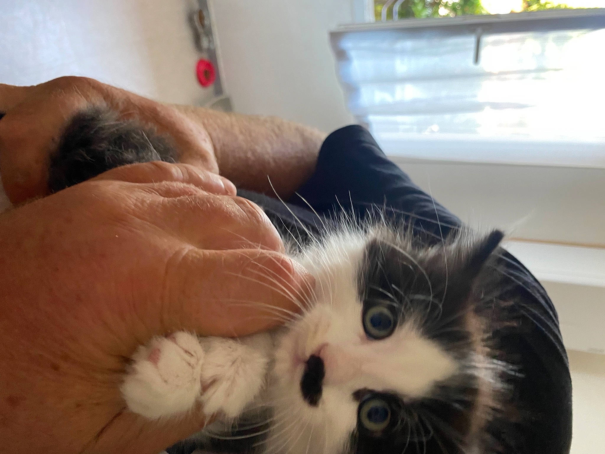 Peluche participe au concours pour gagner de l'argent avec cette photo : carnivore, cat, claw, comfort, domestic_short_haired_cat, ear, felidae, foot, fur, houseplant, nail, paw, plant, small_to_medium_sized_cats, snout, tail, whiskers