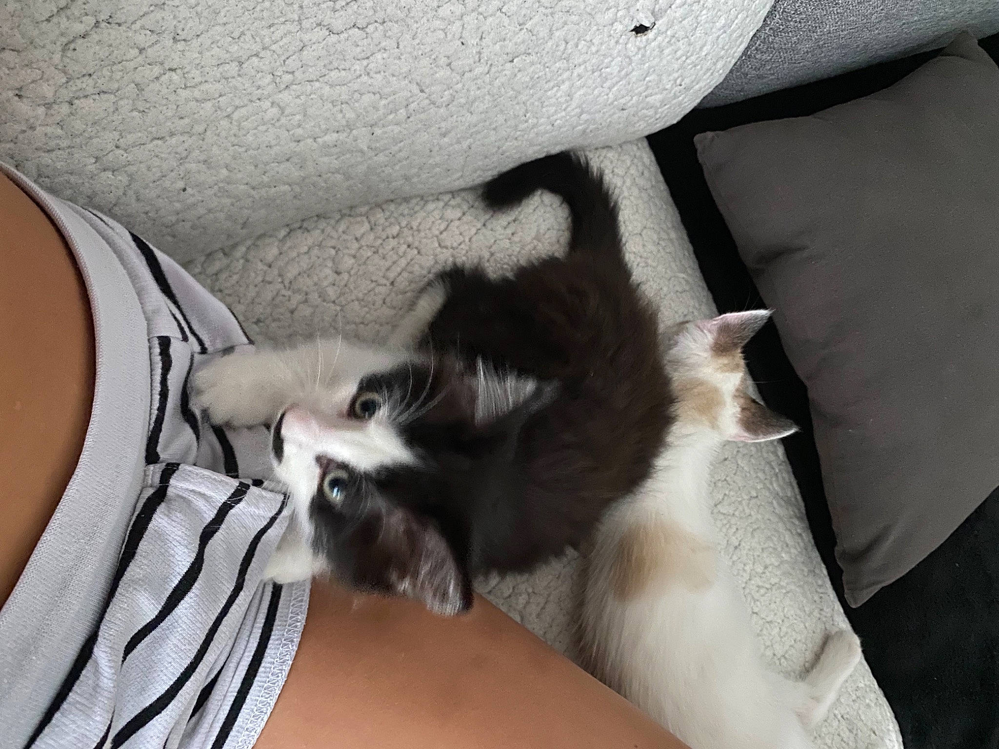 Peluche participe au concours pour gagner de l'argent avec cette photo : canidae, carnivore, cat, comfort, companion_dog, domestic_short_haired_cat, felidae, fur, grey, human_leg, lap, linens, mammal, paw, small_to_medium_sized_cats, sporting_group, tail, thigh, vertebrate, whiskers