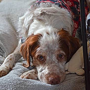 Ody participe au concours pour gagner de l'argent avec cette photo : dog, spaniel, sleeping, lying_down, pet, animal, brown_and_white, speckled_fur, floppy_ears, puppy, dog_bed, blanket, indoor, home, cozy, portrait, close_up, wood_floor, festive_clothing, calm