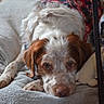 dog, spaniel, sleeping, lying_down, pet, animal, brown_and_white, speckled_fur, floppy_ears, puppy, dog_bed, blanket, indoor, home, cozy, portrait, close_up, wood_floor, festive_clothing, calm