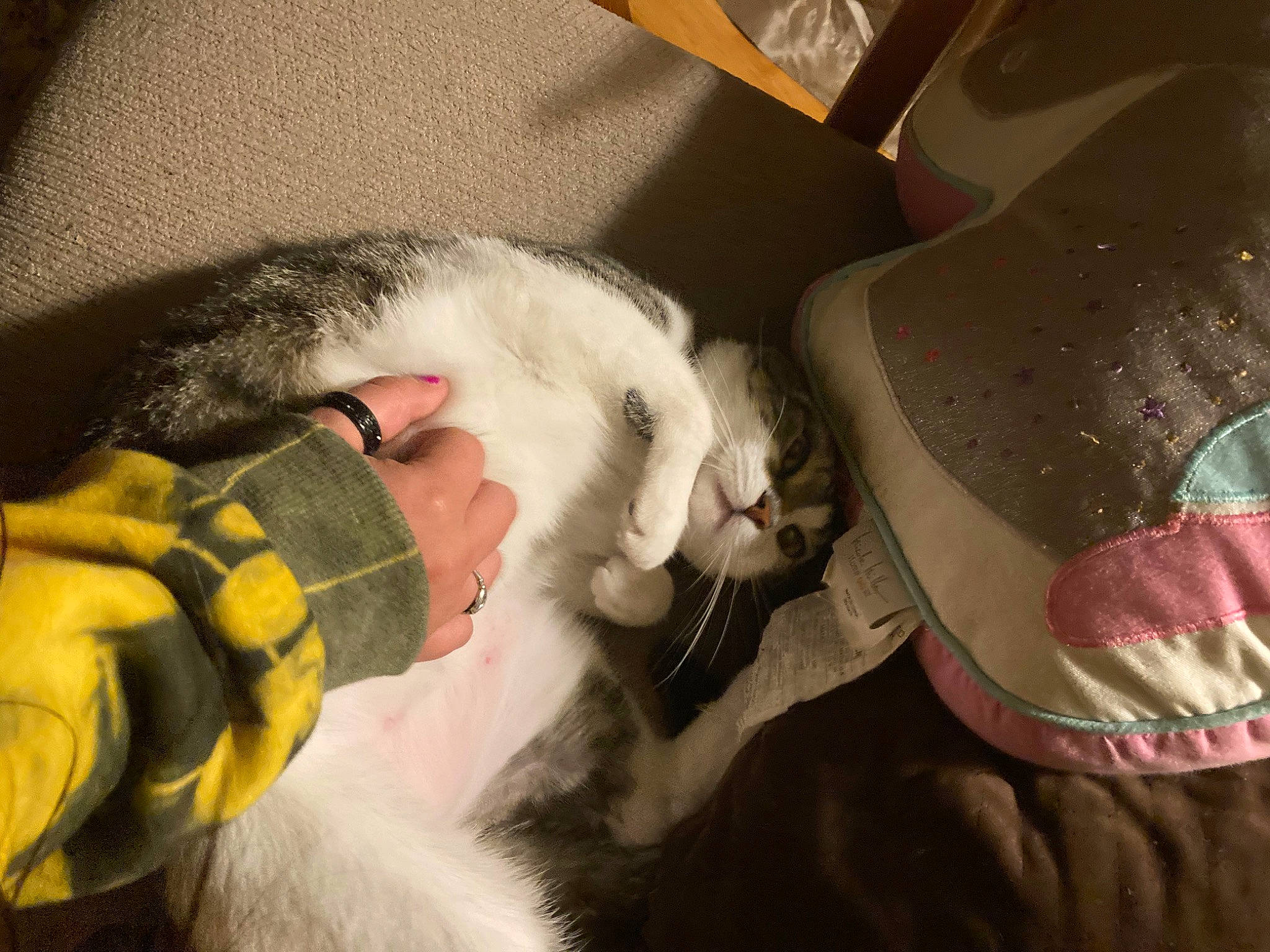 Rowena is registered to the contest to win money with this photo: carmine, carnivore, cat, comfort, companion_dog, dog_breed, domestic_short_haired_cat, ear, fawn, fedora, felidae, fur, hat, jaw, mammal, small_to_medium_sized_cats, sun_hat, tail, vertebrate, whiskers