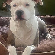 Ivy joined the competition — help win amazing prizes! dog, pet, indoor, bed, brown_bed, white_paws, calm, lounge, canine, animal, relaxed, fur, ears, snout, front_paws, resting, comfort, domestic, portrait, household