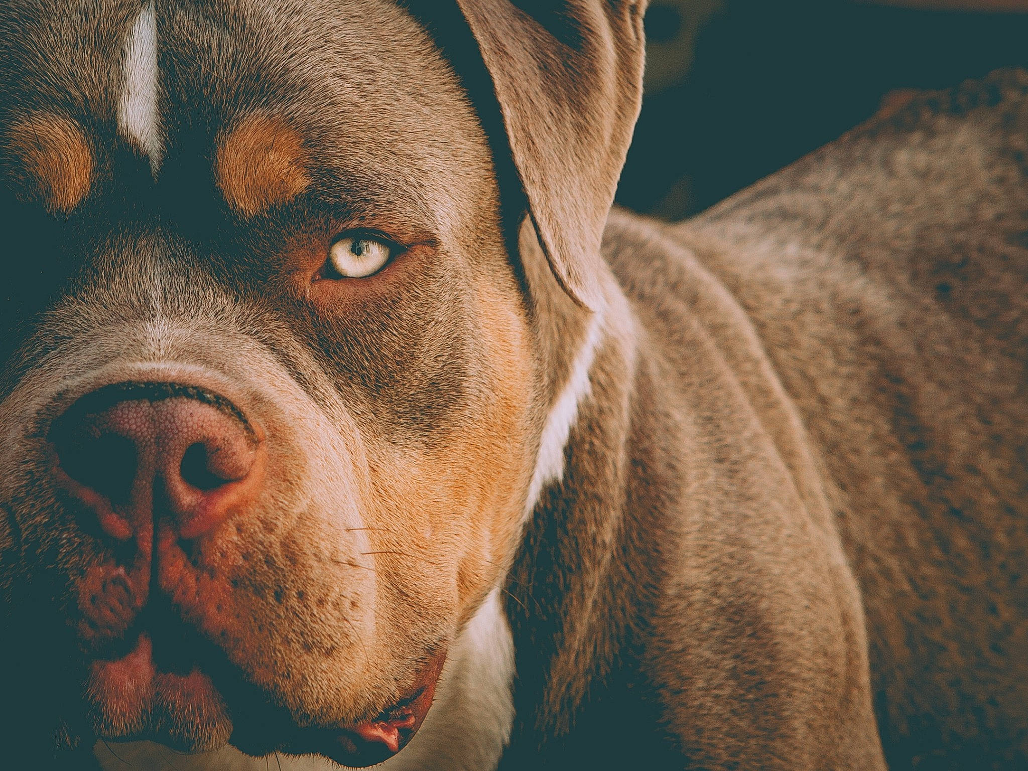 Mustang a rejoint le concours — aidez-le/la à gagner de superbes lots ! canidae, carnivore, companion_dog, dog, dog_breed, ear, fawn, fur, hunting_dog, liver, molosser, non_sporting_group, snout, sporting_group, terrestrial_animal, whiskers, working_animal, working_dog, wrinkle