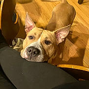 Levi is registered to the contest to win money with this photo: dog, indoor, wooden_floor, pet, ears, brown_dog, looking_up, resting_chin, waiting, hopeful, close_up, flooring, animal, companion, domestic_dog, canine, household, leg, person, cozy