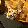 dog, indoor, wooden_floor, pet, ears, brown_dog, looking_up, resting_chin, waiting, hopeful, close_up, flooring, animal, companion, domestic_dog, canine, household, leg, person, cozy