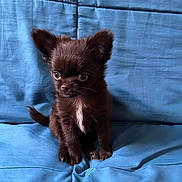 Uno a rejoint le concours — aidez-le/la à gagner de superbes lots ! affenpinscher, animal, canine, cat, chihuahua, cockerspaniel, couch, dog, fox, furniture, kitfox, kitten, papillon, pet, puppy, terrier