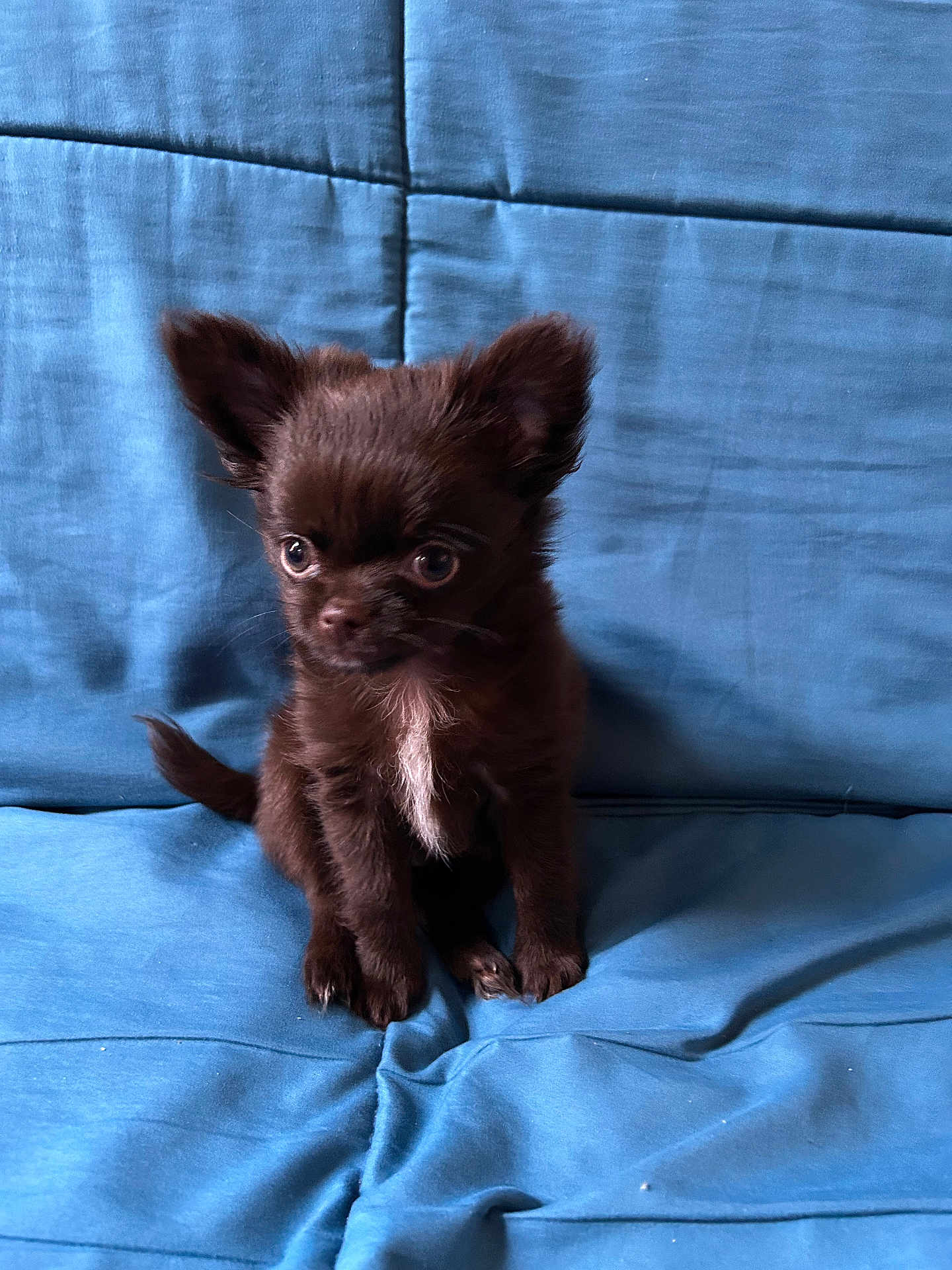 Uno a rejoint le concours — aidez-le/la à gagner de superbes lots ! affenpinscher, animal, canine, cat, chihuahua, cockerspaniel, couch, dog, fox, furniture, kitfox, kitten, papillon, pet, puppy, terrier