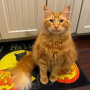 Monty joined the competition — help win amazing prizes! cat, orange_cat, fluffy, tabby, pet, indoor, floor_mat, halloween, pumpkin, black_cat_image, wood_floor, cabinet, tail, whiskers, fur, cute, looking_up, domestic_cat, household, animal