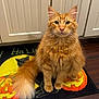 cat, orange_cat, fluffy, tabby, pet, indoor, floor_mat, halloween, pumpkin, black_cat_image, wood_floor, cabinet, tail, whiskers, fur, cute, looking_up, domestic_cat, household, animal