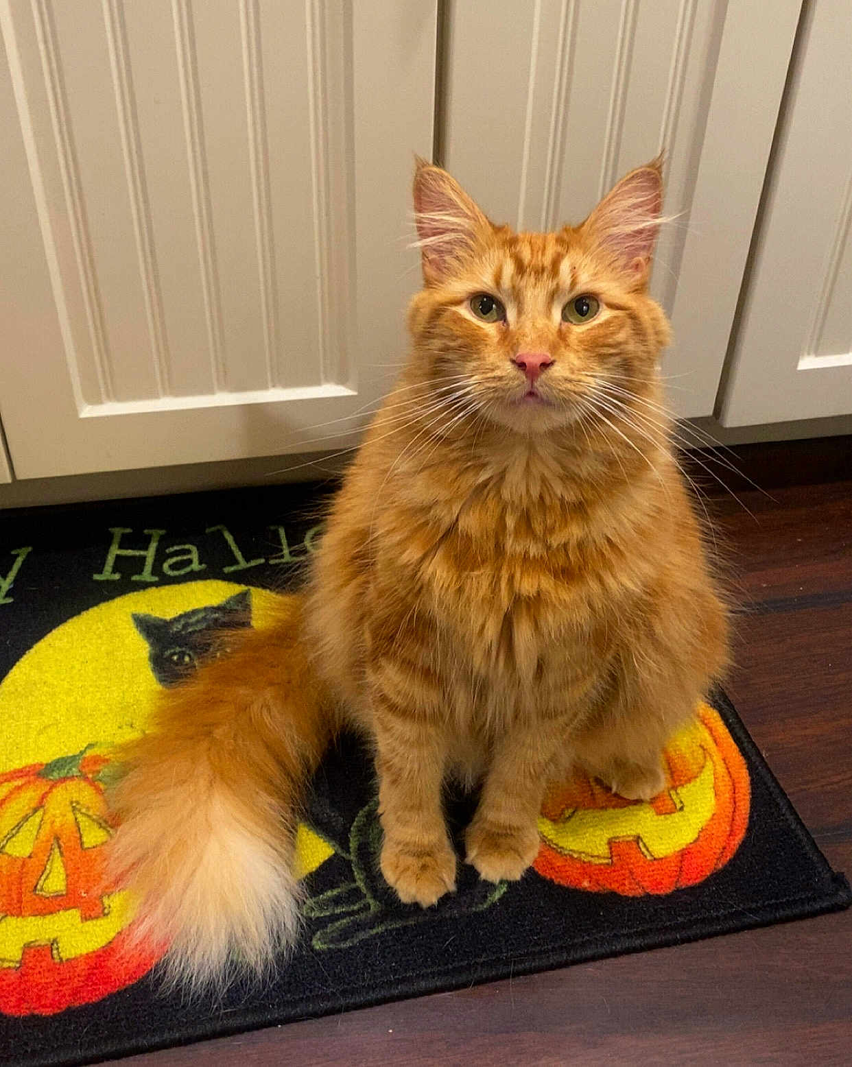 Monty joined the competition — help win amazing prizes! cat, orange_cat, fluffy, tabby, pet, indoor, floor_mat, halloween, pumpkin, black_cat_image, wood_floor, cabinet, tail, whiskers, fur, cute, looking_up, domestic_cat, household, animal