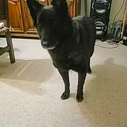 Loa a rejoint le concours — aidez-le/la à gagner de superbes lots ! amplifier, animal, cabinet, canine, chair, coyote, dog, electronics, entertainmentcenter, furniture, germanshepherd, husky, indoors, interiordesign, pet, puppy, sideboard, speaker, stereo, wood