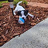 Daisy Mae joined the competition — help win amazing prizes! puppy, dog, black_and_white, ball, playing, mulch, garden, outdoor, sunny, tail, concrete, greenery, plant, toy, pet, chewing, young_dog, nature, daylight, small_dog