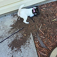 Daisy Mae joined the competition — help win amazing prizes! dog, puppy, collar, dirt, soil, digging, outdoor, sidewalk, house, concrete, mulch, yard, pet, animal, playful, leash, small_dog, white_dog, black_and_white, curious