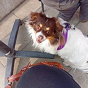 Sally a rejoint le concours — aidez-le/la à gagner de superbes lots ! dog, puppy, fluffy, small_dog, brown_and_white, long_hair, purple_harness, pet, animal, outdoor, patio, concrete, chair, bag, leash, portrait, looking_up, open_mouth, happy, sunlight