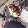 dog, puppy, fluffy, small_dog, brown_and_white, long_hair, purple_harness, pet, animal, outdoor, patio, concrete, chair, bag, leash, portrait, looking_up, open_mouth, happy, sunlight