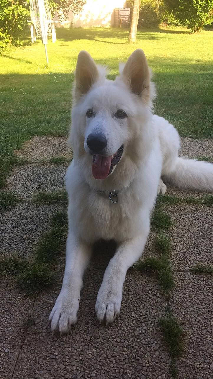 Mako a rejoint le concours — aidez-le/la à gagner de superbes lots ! ancient_dog_breeds, berger_blanc_suisse, canaan_dog, canidae, carnivore, dog, dog_breed, herding_dog, indian_spitz, kintamani, mammal, pungsan_dog, rare_breed_dog, vertebrate, white_shepherd