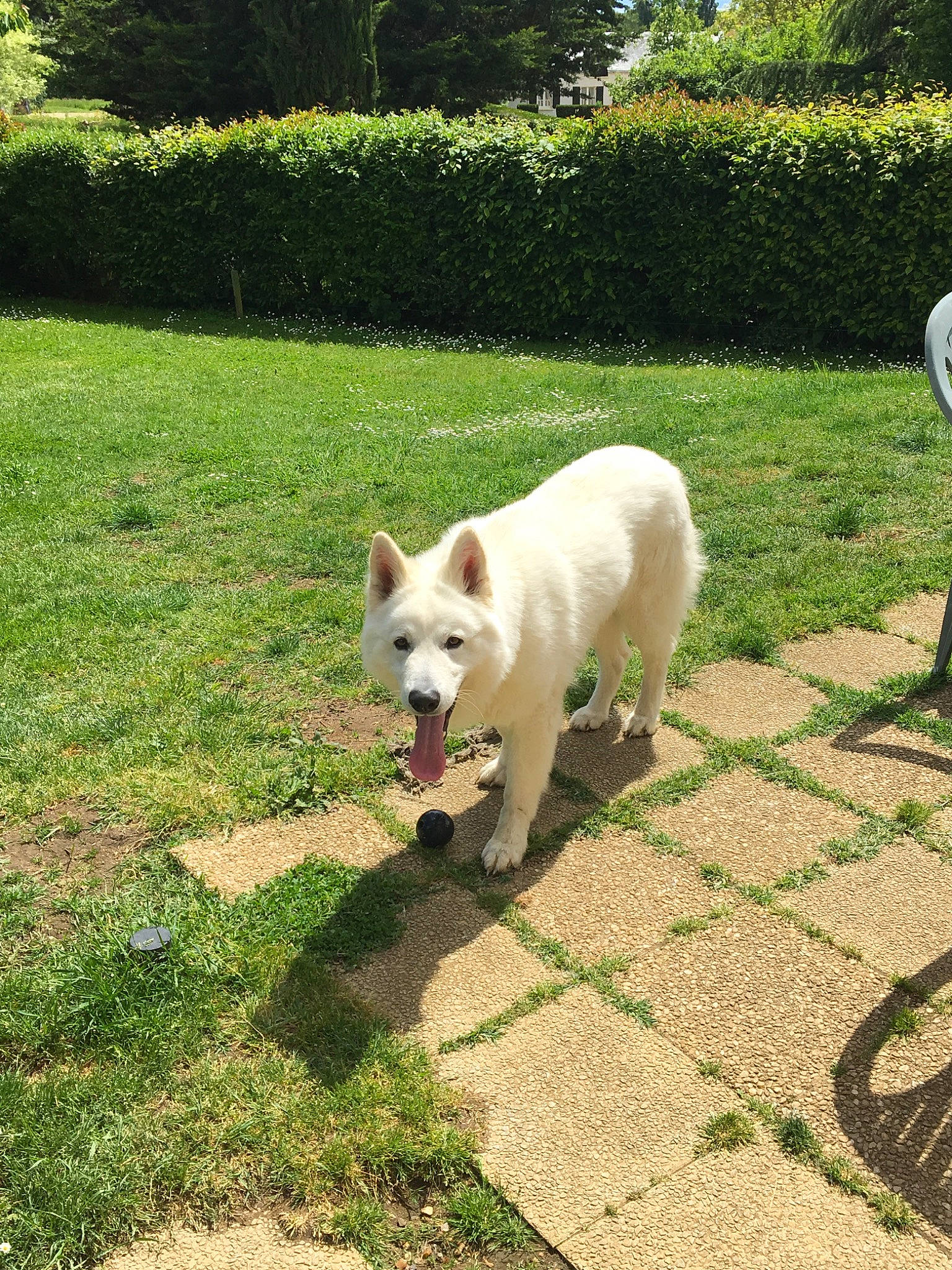 Mako a rejoint le concours — aidez-le/la à gagner de superbes lots ! berger_blanc_suisse, canidae, carnivore, dog, dog_breed, fawn, grass, kintamani, korean_jindo_dog, lawn, mammal, non_sporting_group, plant, pungsan_dog, vertebrate, white_shepherd