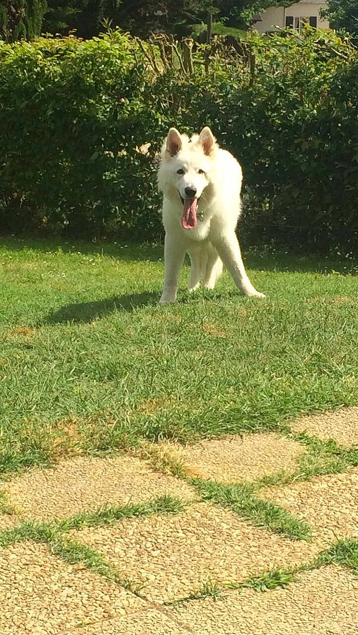 Mako a rejoint le concours — aidez-le/la à gagner de superbes lots ! berger_blanc_suisse, canaan_dog, canidae, carnivore, dog, dog_breed, east_siberian_laika, mammal, siberian_husky, sporting_group, vertebrate, white_shepherd