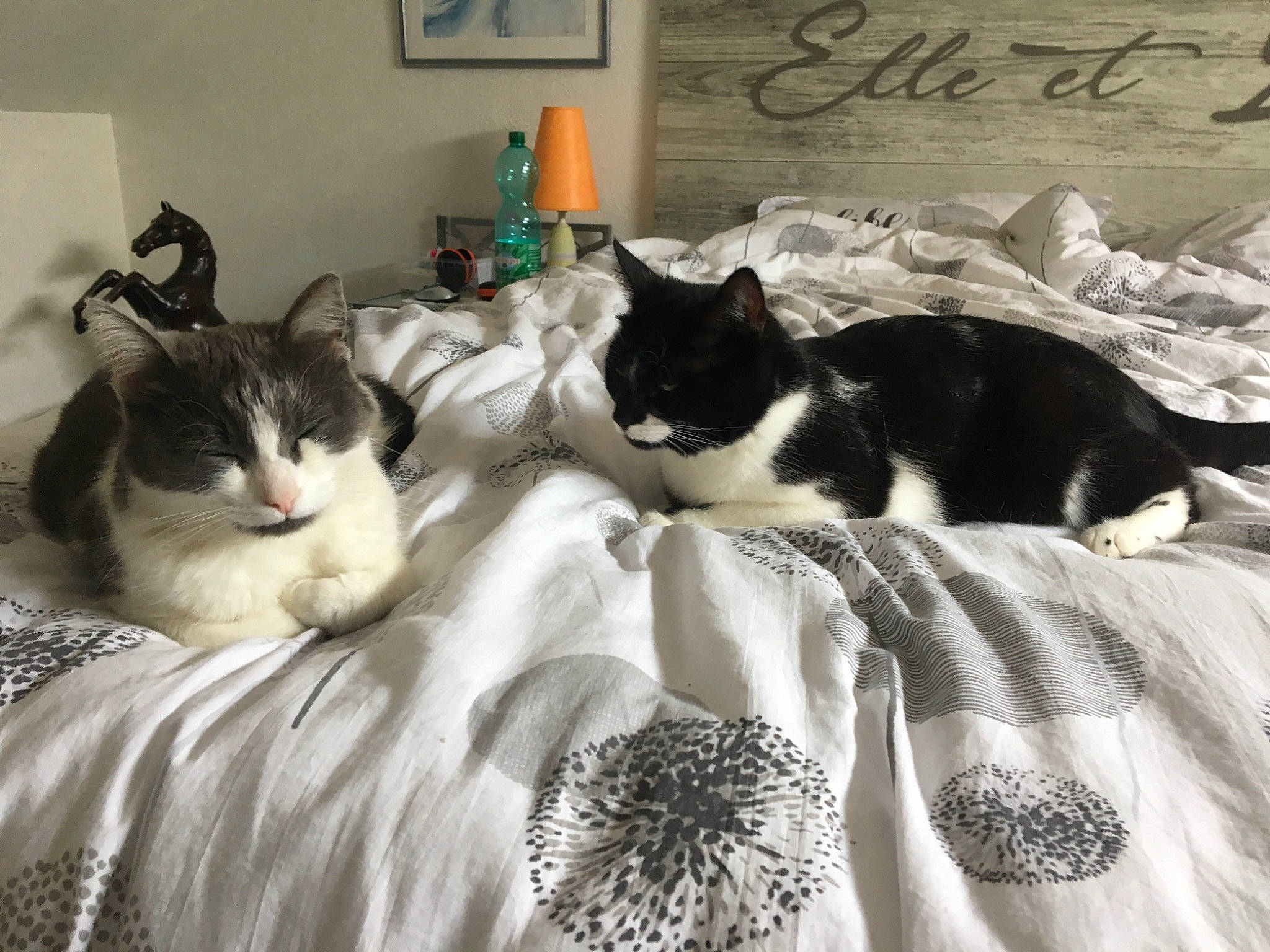 Galipette a rejoint le concours — aidez-le/la à gagner de superbes lots ! bed, bed_sheet, black_and_white, carnivore, cat, domestic_short_haired_cat, felidae, fur, furniture, linens, nap, room, small_to_medium_sized_cats, tail, whiskers