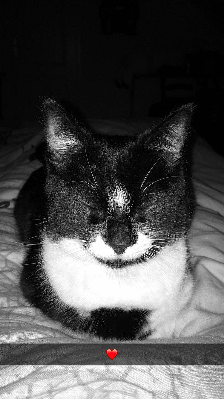 Galipette a rejoint le concours — aidez-le/la à gagner de superbes lots ! black, black_and_white, carnivore, cat, domestic_short_haired_cat, ear, eye, felidae, kitten, monochrome, monochrome_photography, nose, organ, photo_caption, photography, small_to_medium_sized_cats, snout, whiskers, white, window