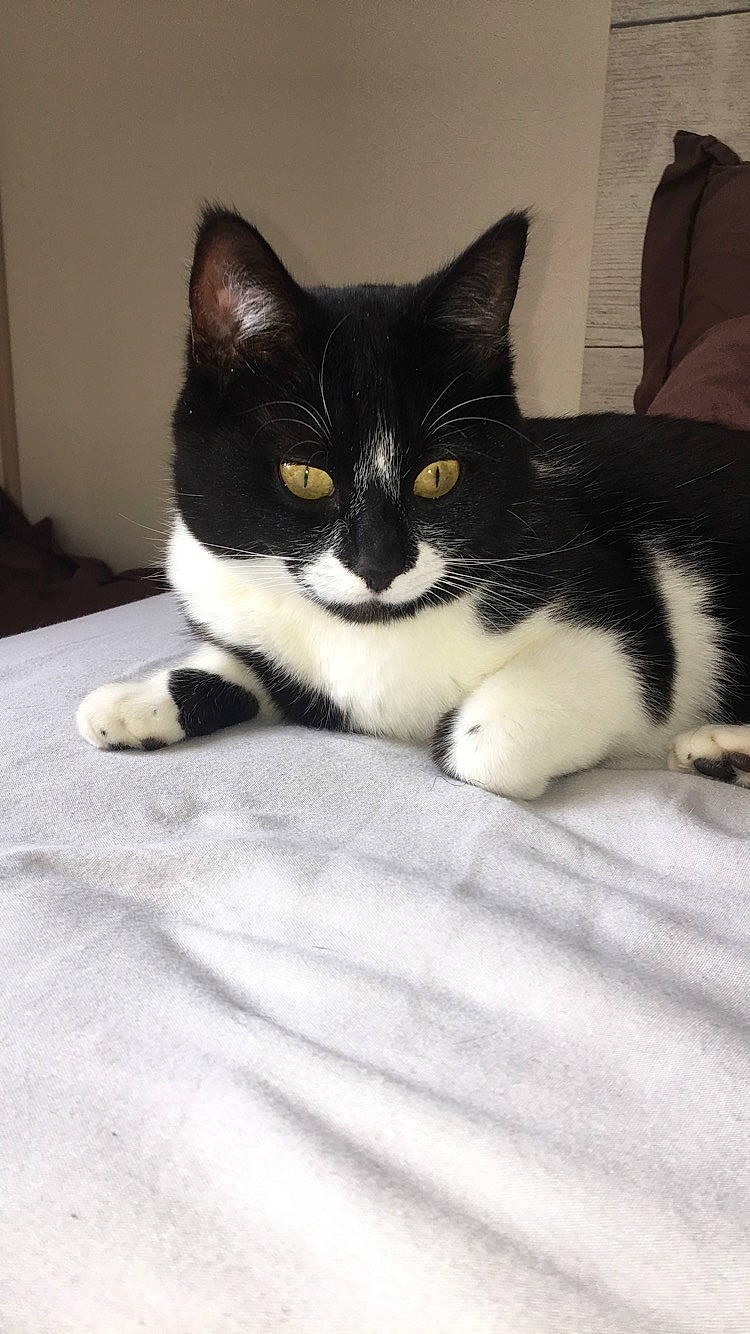 Galipette a rejoint le concours — aidez-le/la à gagner de superbes lots ! aegean_cat, american_wirehair, black_and_white, black_cat, carnivore, cat, domestic_short_haired_cat, european_shorthair, eye, felidae, fur, kitten, mammal, paw, polydactyl_cat, small_to_medium_sized_cats, tail, whiskers