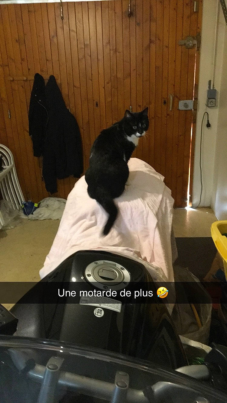 Galipette a rejoint le concours — aidez-le/la à gagner de superbes lots ! automotive_window_part, black_cat, carnivore, cat, domestic_short_haired_cat, felidae, photo_caption, small_to_medium_sized_cats, whiskers, windshield