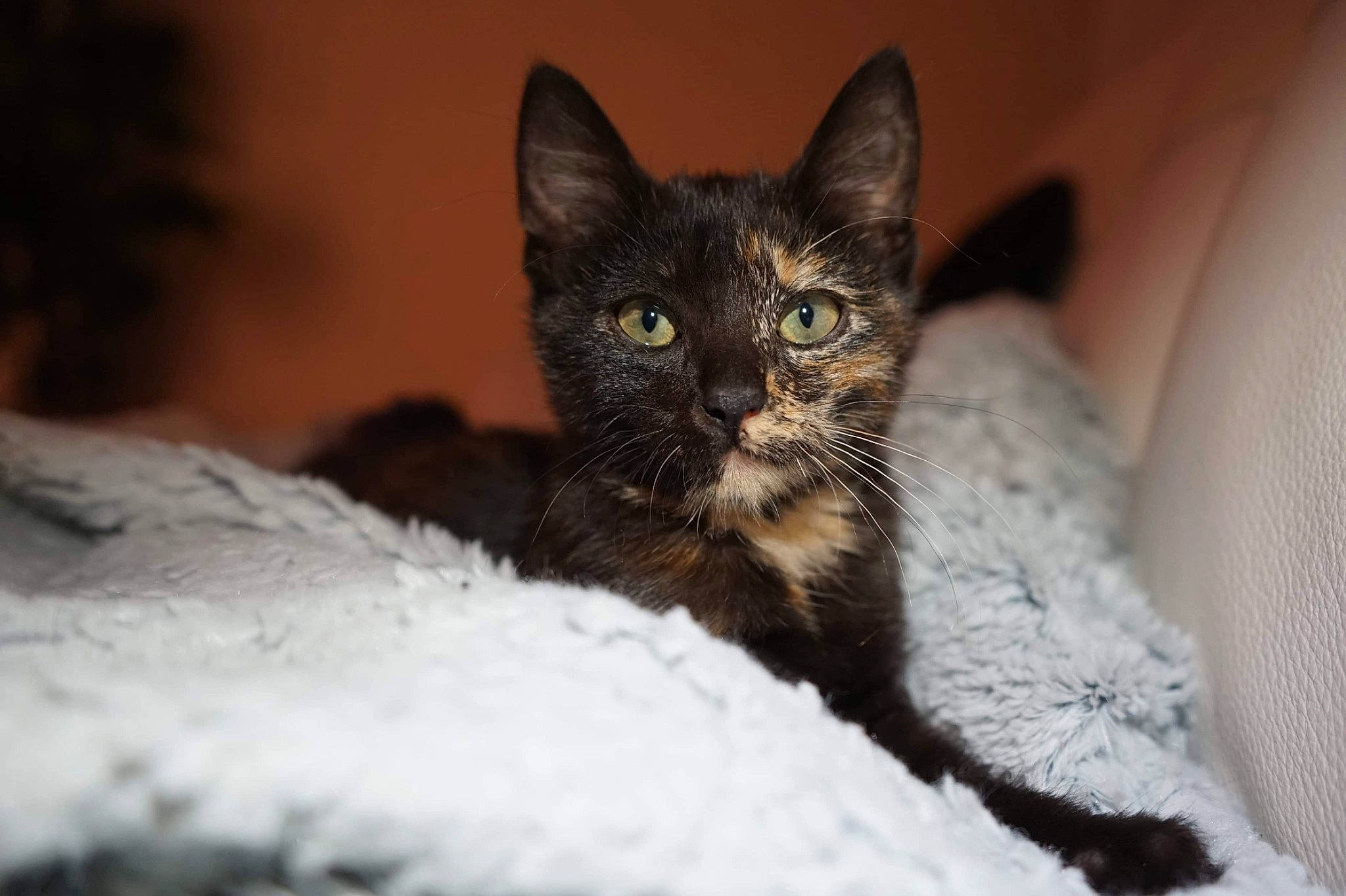 Crapule a rejoint le concours — aidez-le/la à gagner de superbes lots ! asian, carnivore, cat, domestic_short_haired_cat, ear, european_shorthair, eye, felidae, fur, german_rex, kitten, mammal, ojos_azules, small_to_medium_sized_cats, snout, tabby_cat, vertebrate, whiskers