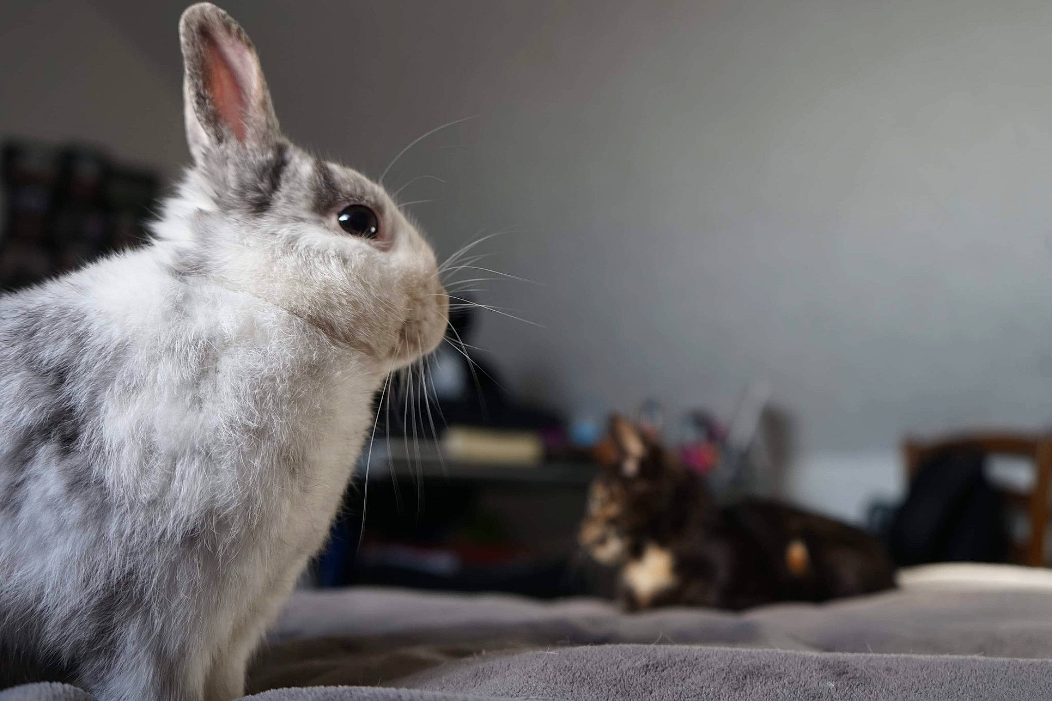 Crapule a rejoint le concours — aidez-le/la à gagner de superbes lots ! domestic_rabbit, fawn, hare, mammal, rabbit, rabbits_and_hares, snout, snowshoe_hare, vertebrate, whiskers, wildlife