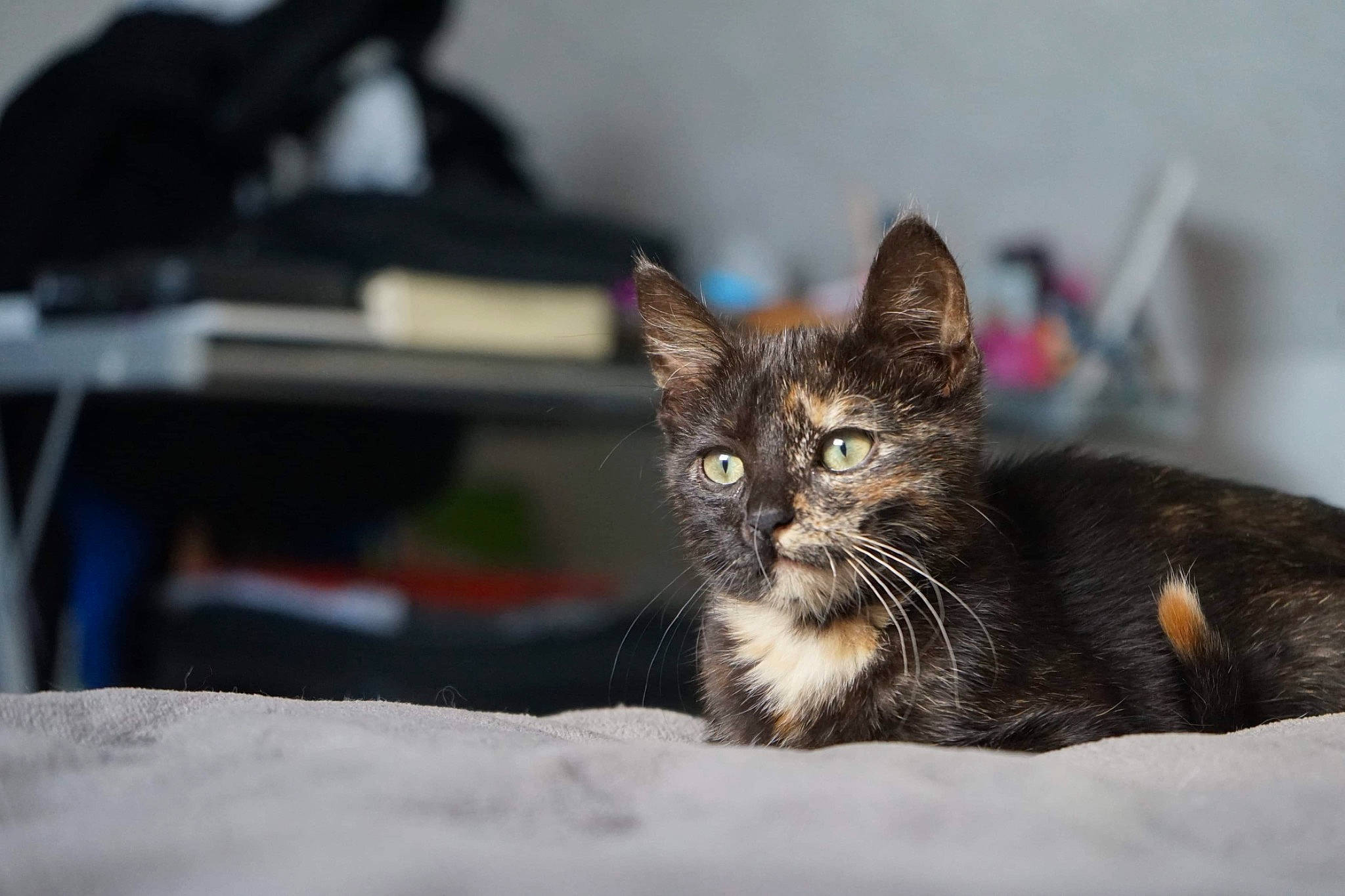 Crapule a rejoint le concours — aidez-le/la à gagner de superbes lots ! aegean_cat, american_wirehair, asian, carnivore, cat, claw, domestic_short_haired_cat, dragon_li, european_shorthair, eye, felidae, fur, kitten, maine_coon, mammal, norwegian_forest_cat, small_to_medium_sized_cats, snout, tabby_cat, whiskers